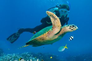 Coral Dive